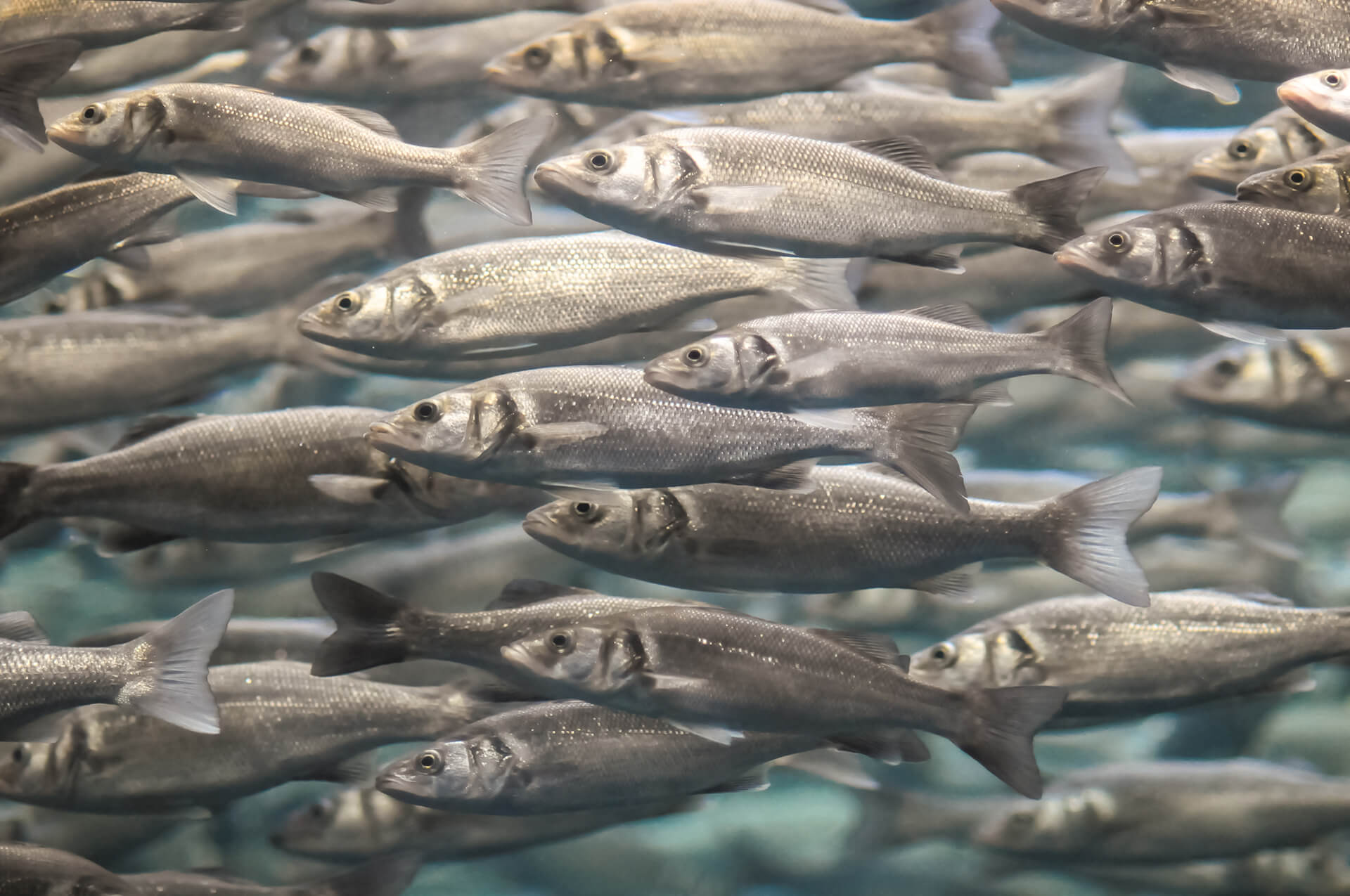 Aquaculture Atlantic Sapphire